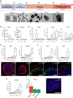 Maturation of Human Pluripotent Stem Cell-Derived Cerebellar Neurons in the Absence of Co-culture